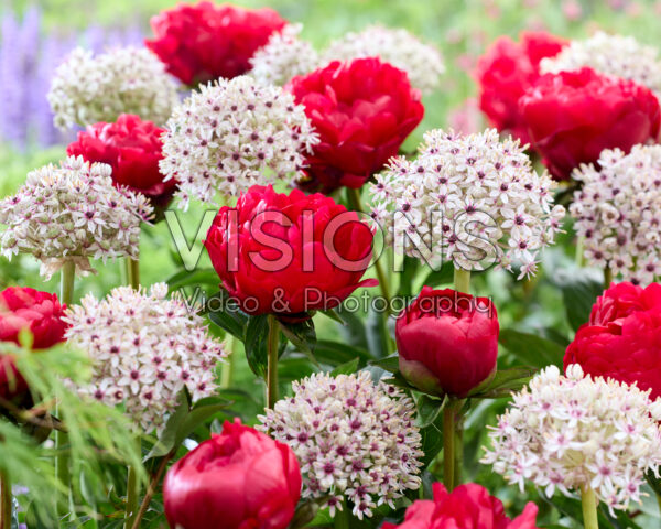 Paeonia Joyce Ellen, Allium Silver Spring