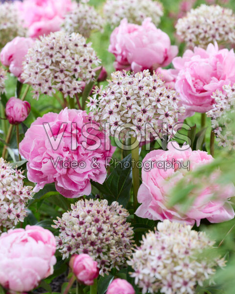 Paeonia Mme Jules Dessert, Allium Silver Spring