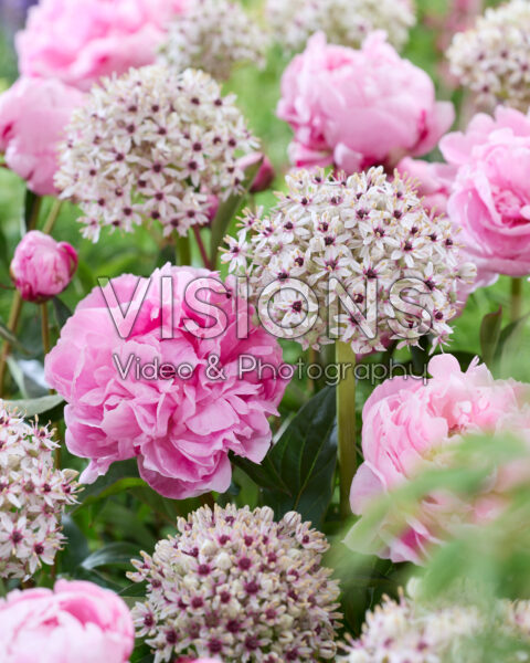 Paeonia Mme Jules Dessert, Allium Silver Spring