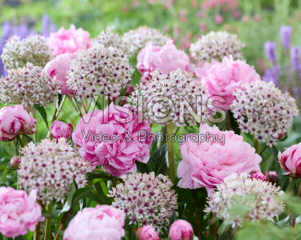Paeonia Mme Jules Dessert, Allium Silver Spring Paeonia Mme Jules Dessert, Allium Silver Spring