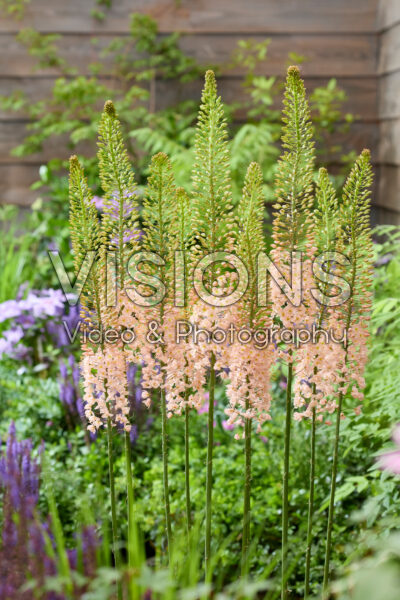 Eremurus Macarena