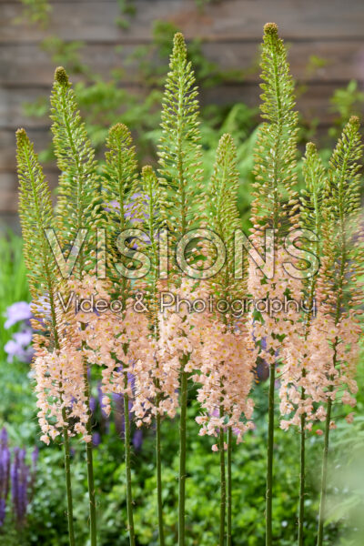 Eremurus Macarena