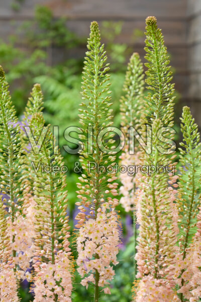 Eremurus Macarena