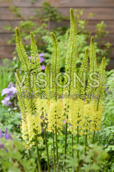 Eremurus Yellow Rebel