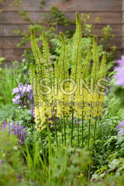 Eremurus Yellow Rebel