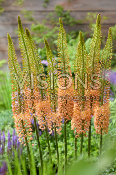 Eremurus Cleopatra
