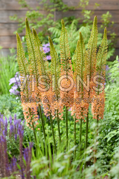 Eremurus Cleopatra Eremurus Cleopatra