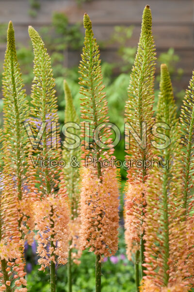 Eremurus Cleopatra