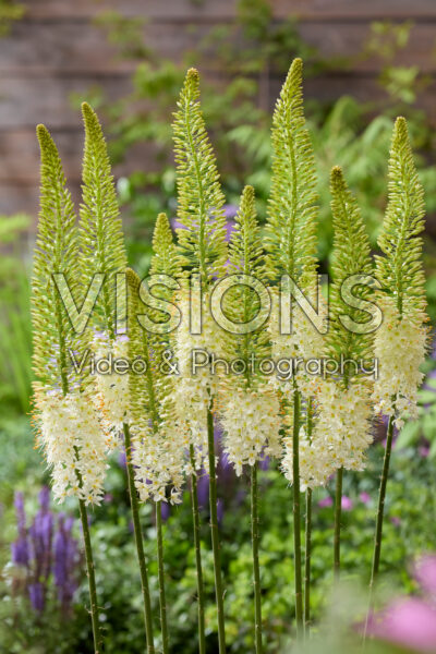 Eremurus Line Dance