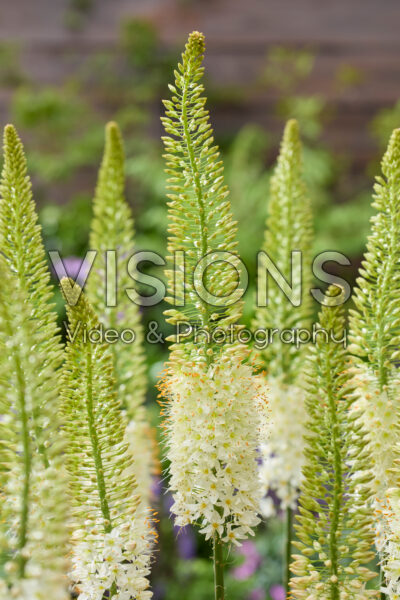 Eremurus Line Dance