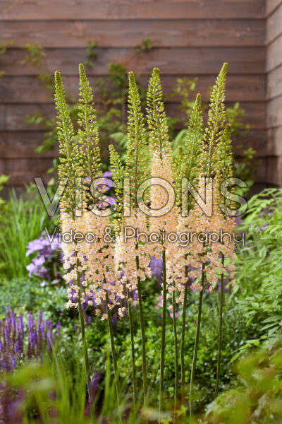 Eremurus Romance