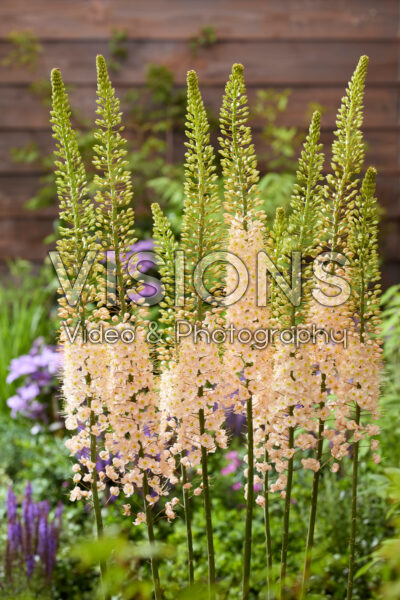 Eremurus Romance