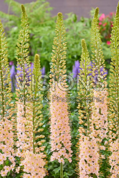 Eremurus Romance