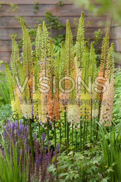 Eremurus gemengd
