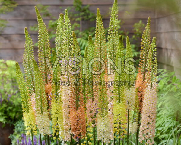 Eremurus gemengd
