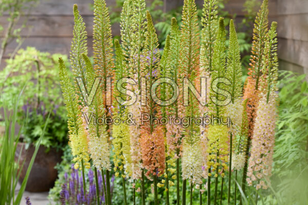Eremurus mixed Eremurus mixed