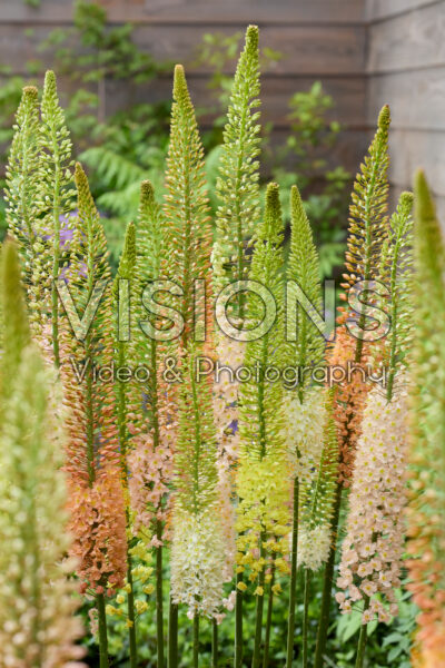 Eremurus gemengd Eremurus gemengd