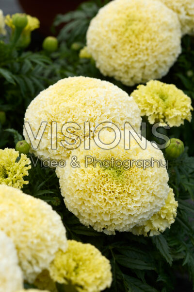 Tagetes erecta Lanna Lace Tagetes erecta Lanna Lace