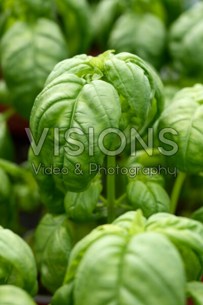 Ocimum basilicum Monteverde™ Genovese