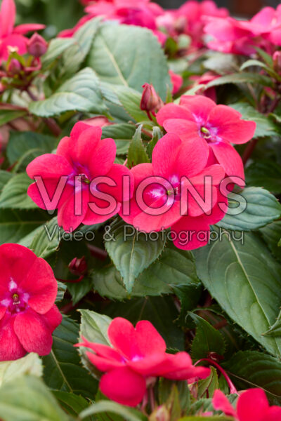 Impatiens Solarscape® Red Glow