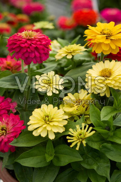 Zinnia Elegant™ Full Mixture