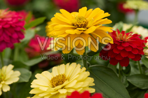 Zinnia Elegant™ Full Mixture Zinnia Elegant™ Full Mixture