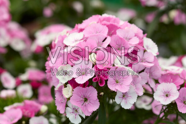 Dianthus barbatus Dart Pink Magician