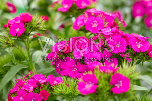 Dianthus Dart Purple