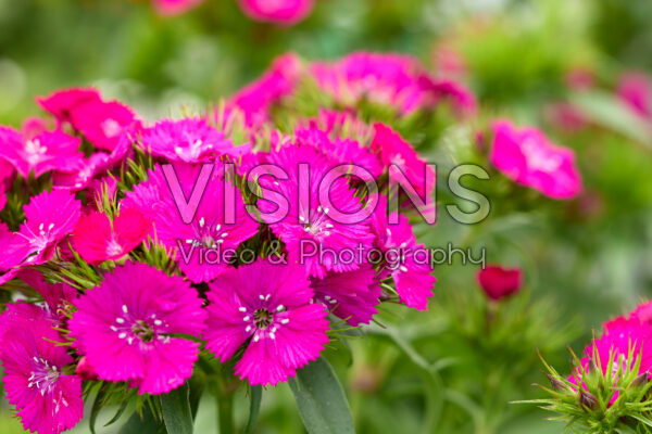 Dianthus barbatus Dart Purple