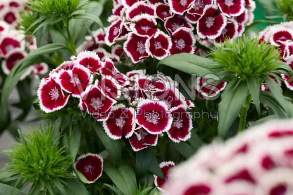 Dianthus barbatus Dart Red White Picotee