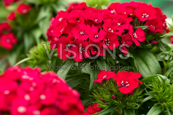 Dianthus barbatus Dart Raspberry