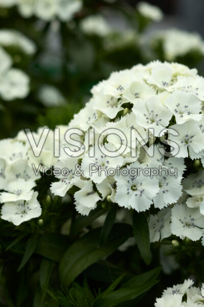 Dianthus barbatus Dart White