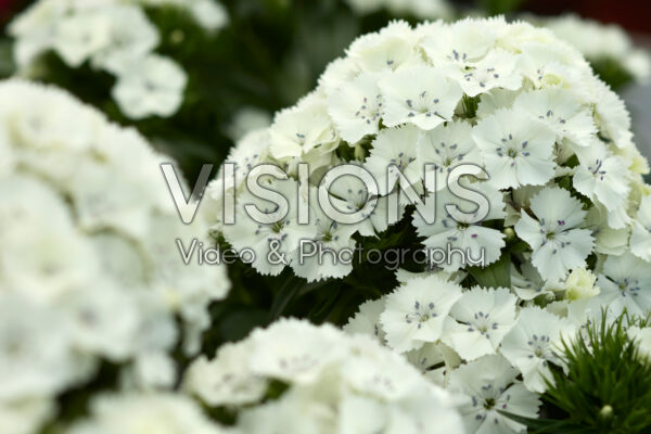 Dianthus barbatus Dart White Dianthus barbatus Dart White