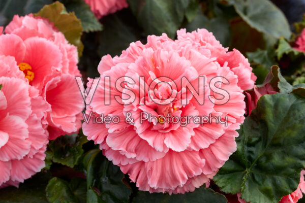 Begonia Marquee™ Picotee Lace Pink