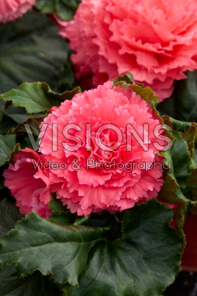 Begonia Marquee™ Ruffled Pink Begonia Marquee™ Ruffled Pink