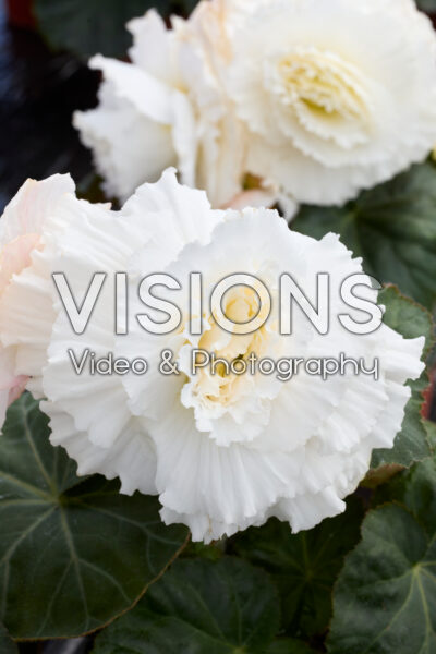 Begonia Marquee™ Ruffled White