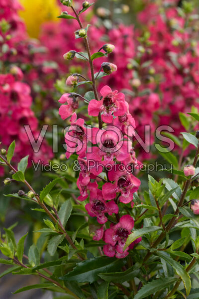 Angelonia angustifolia Serenita Cherry Red