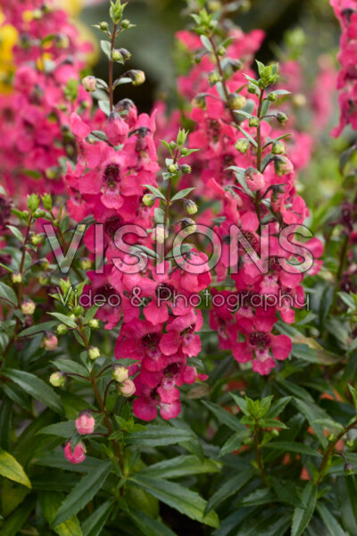 Angelonia angustifolia Serenita Cherry Red Angelonia angustifolia Serenita Cherry Red
