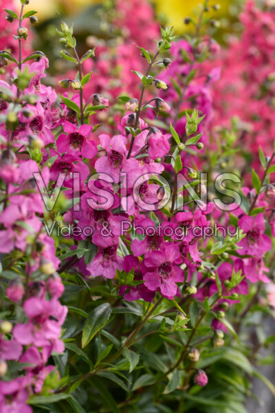Angelonia angustifolia Serena Magenta