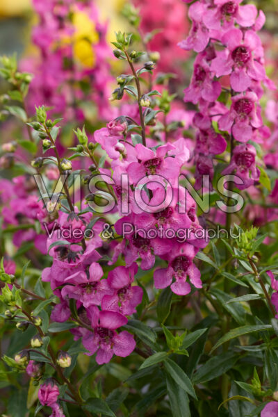 Angelonia angustifolia Serena Magenta Angelonia angustifolia Serena Magenta