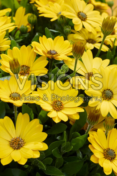 Osteospermum Akila Sunshine Yellow