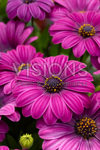 Osteospermum Akila Purple