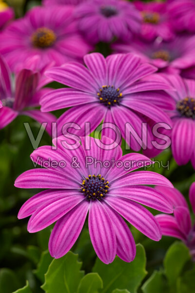 Osteospermum Akila Purple