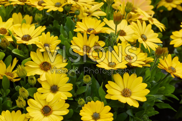Osteospermum Akila Sunshine Yellow