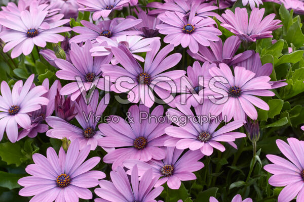 Osteospermum Akila Lavender Shades