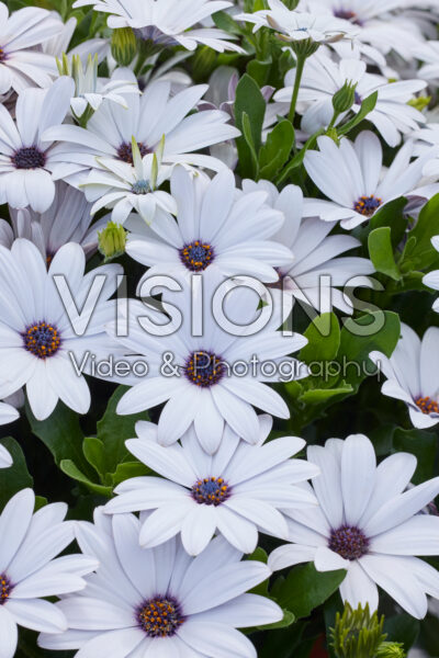 Osteospermum Akila White Osteospermum Akila White