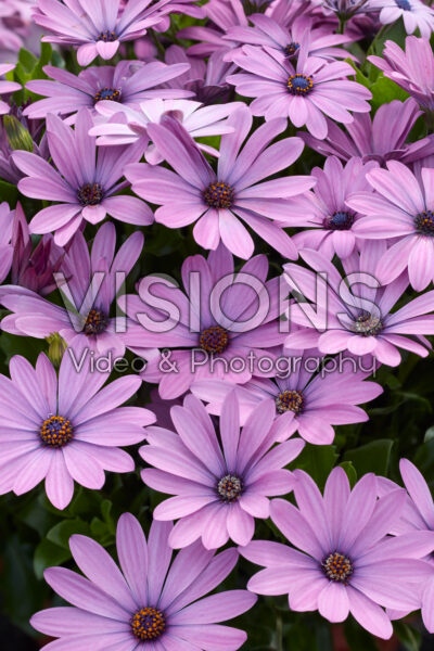 Osteospermum Akila Lavender Shades