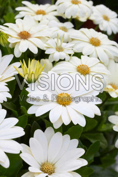 Osteospermum Akila Daisy White