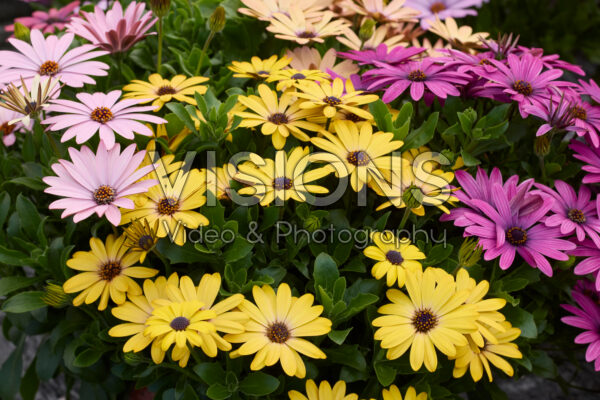 Osteospermum Akila Grand Canyon Mix