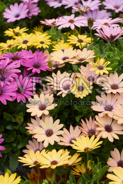 Osteospermum Akila Grand Canyon Mix